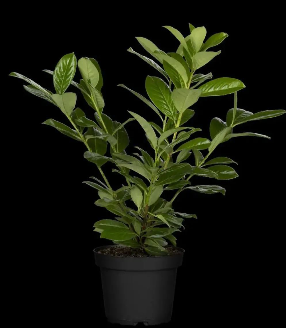 Prunus laurocerasus 'Novita' (Laurierkers 'Novita')