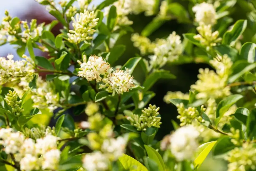 Prunus laurocerasus 'Novita' (Laurierkers 'Novita')