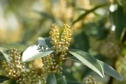 Prunus laurocerasus 'Otto Luyken' (Laurierkers 'Otto Luyken')