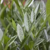 Prunus laurocerasus 'Titan' (Laurierkers)
