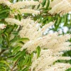 Prunus lusitanica 'Angustifolia' (Portugese laurier 'Angustifolia')