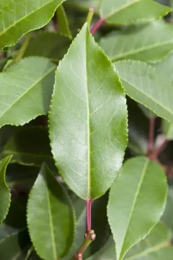 Prunus lusitanica 'Brenelia'® (Portugese Laurier 'Brenelia')