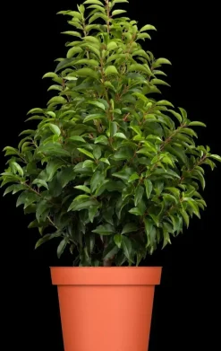 Prunus lusitanica 'Brenelia'® (Portugese Laurier 'Brenelia')