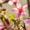 Prunus 'Okame' (Prunus 'Okame')