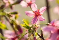 Prunus 'Okame' (Prunus 'Okame')