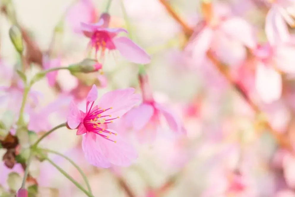 Prunus 'Okame' (Prunus 'Okame')