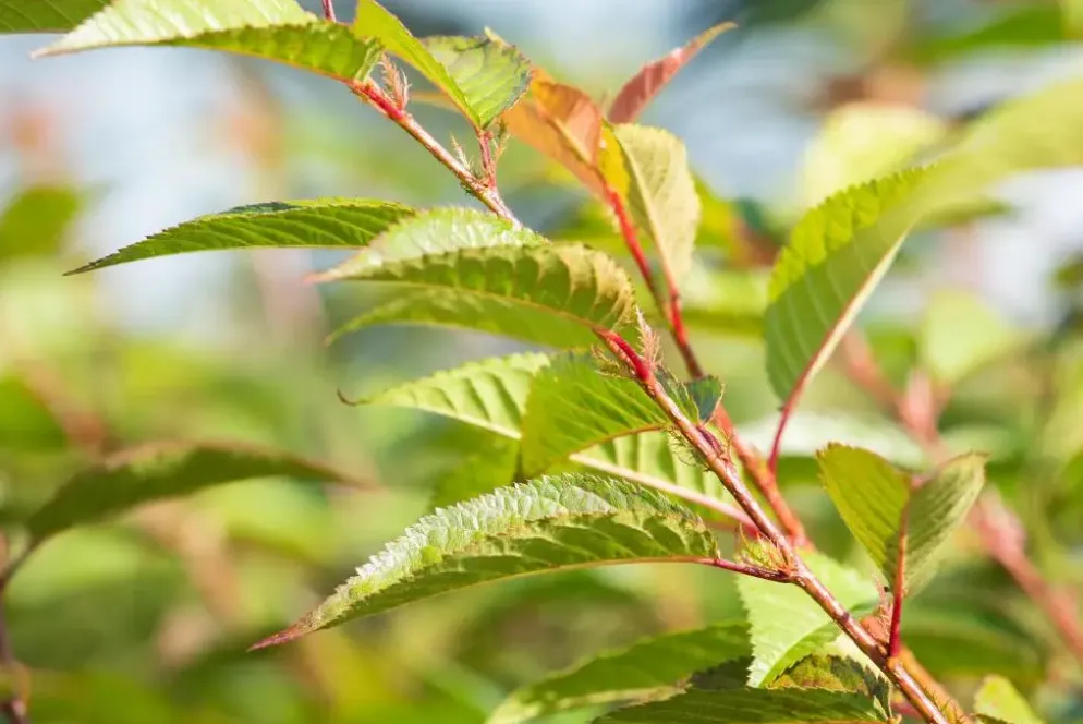 Prunus 'Okame' (Prunus 'Okame')