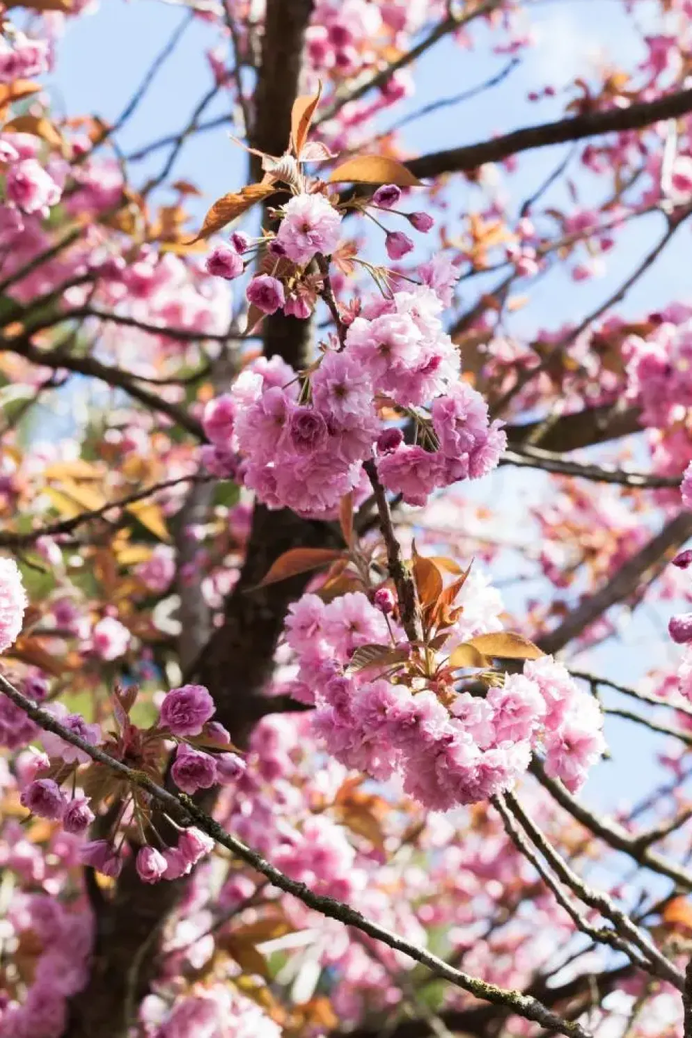 Prunus serrulata 'Kanzan' (Japanse sierkers 'Kanzan')