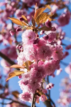 Prunus serrulata 'Kanzan' (Japanse sierkers 'Kanzan')