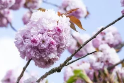 Prunus serrulata 'Kanzan' (Japanse sierkers 'Kanzan')