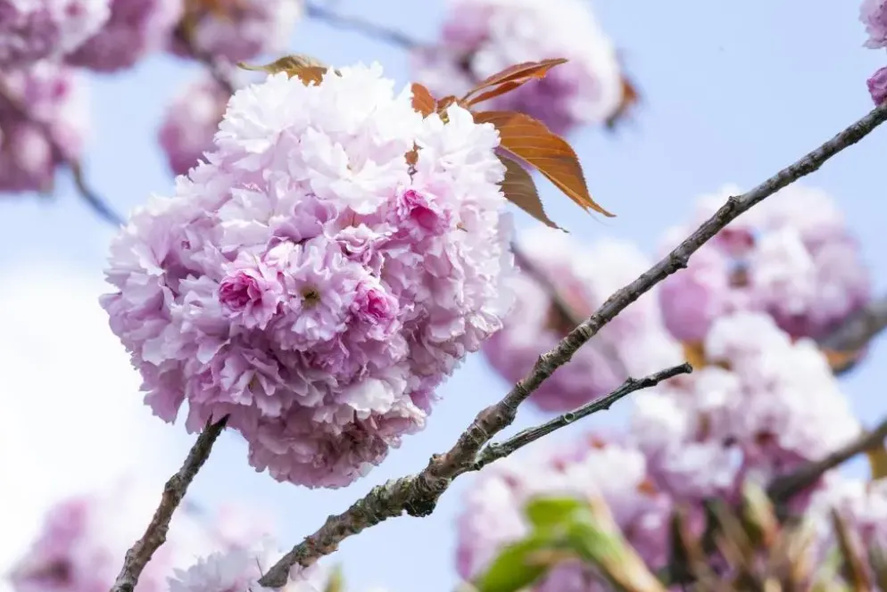 Prunus serrulata 'Kanzan' (Japanse sierkers 'Kanzan')