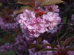 Prunus serrulata 'Kanzan' (Japanse sierkers 'Kanzan')