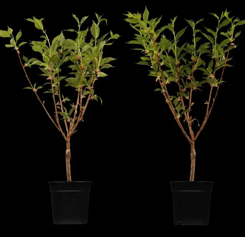 Prunus serrulata 'Kanzan' (Japanse sierkers 'Kanzan')