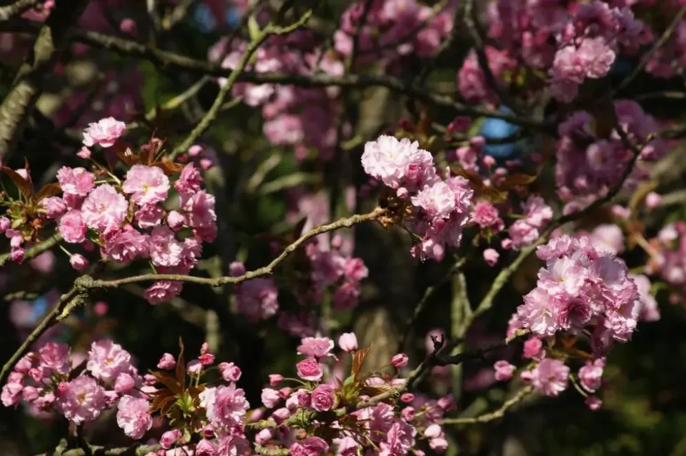 Prunus serrulata 'Kanzan' (Japanse sierkers 'Kanzan')