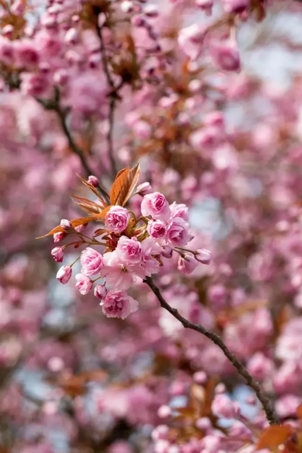 Prunus serrulata 'Kanzan' (Japanse sierkers 'Kanzan')