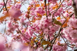 Prunus serrulata 'Kanzan' (Japanse sierkers 'Kanzan')