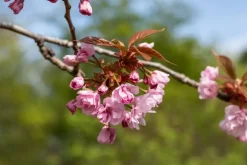 Prunus serrulata 'Kanzan' (Japanse sierkers 'Kanzan')