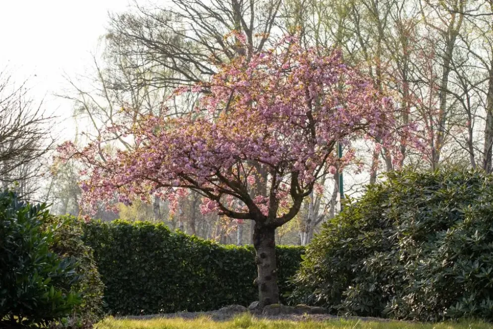 Prunus serrulata 'Kanzan' (Japanse sierkers 'Kanzan')