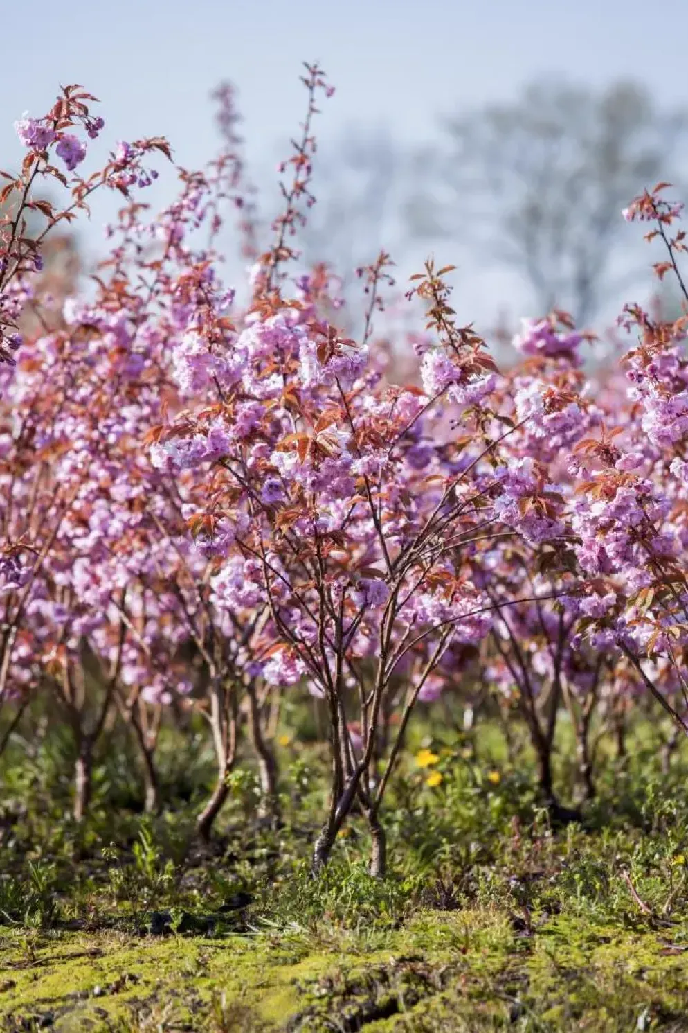 Prunus serrulata 'Kanzan' (Japanse sierkers 'Kanzan')