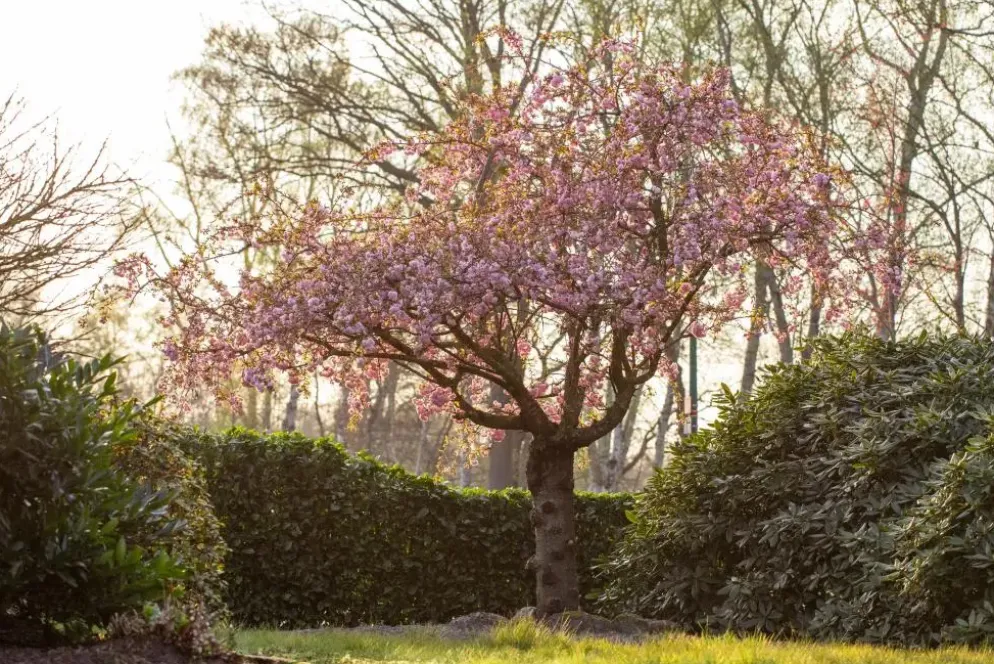 Prunus serrulata 'Kanzan' (Japanse sierkers 'Kanzan')