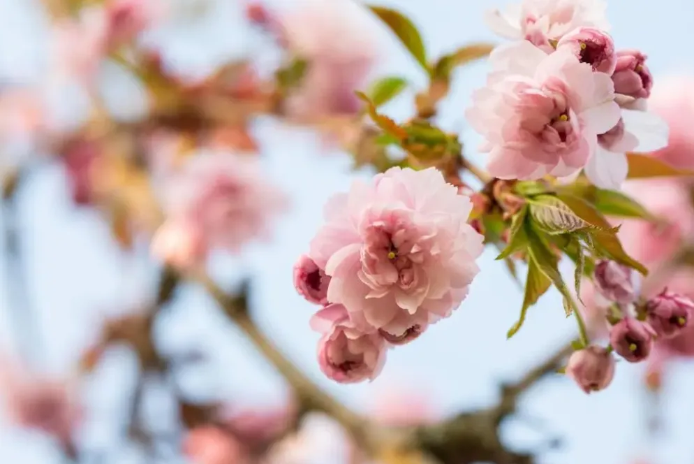 Prunus serrulata 'Kanzan' (Japanse sierkers 'Kanzan')