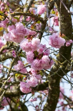Prunus serrulata 'Kanzan' (Japanse sierkers 'Kanzan')