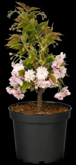 Prunus serrulata 'Kanzan' (Japanse sierkers 'Kanzan')