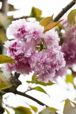 Prunus serrulata 'Kanzan' (Japanse sierkers 'Kanzan')