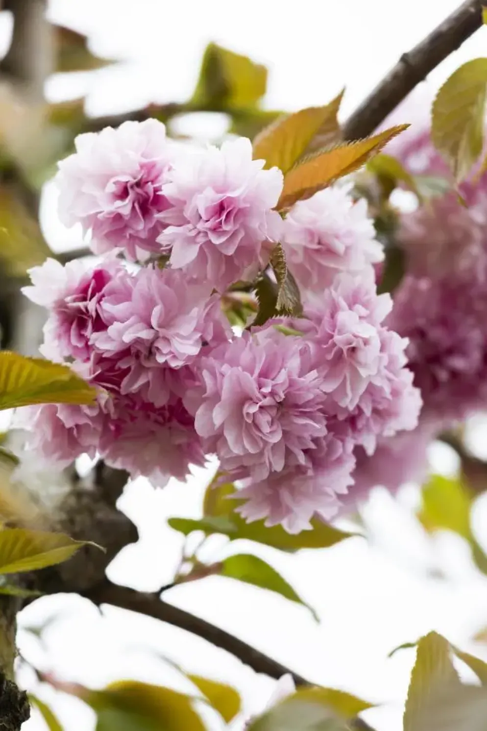 Prunus serrulata 'Kanzan' (Japanse sierkers 'Kanzan')