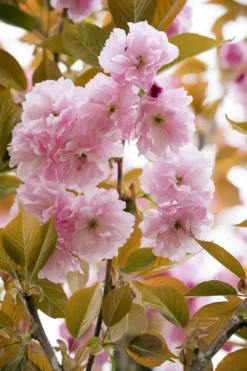Prunus serrulata 'Kanzan' (Japanse sierkers 'Kanzan')
