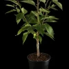 Prunus serrulata 'Kanzan' (Japanse sierkers 'Kanzan')
