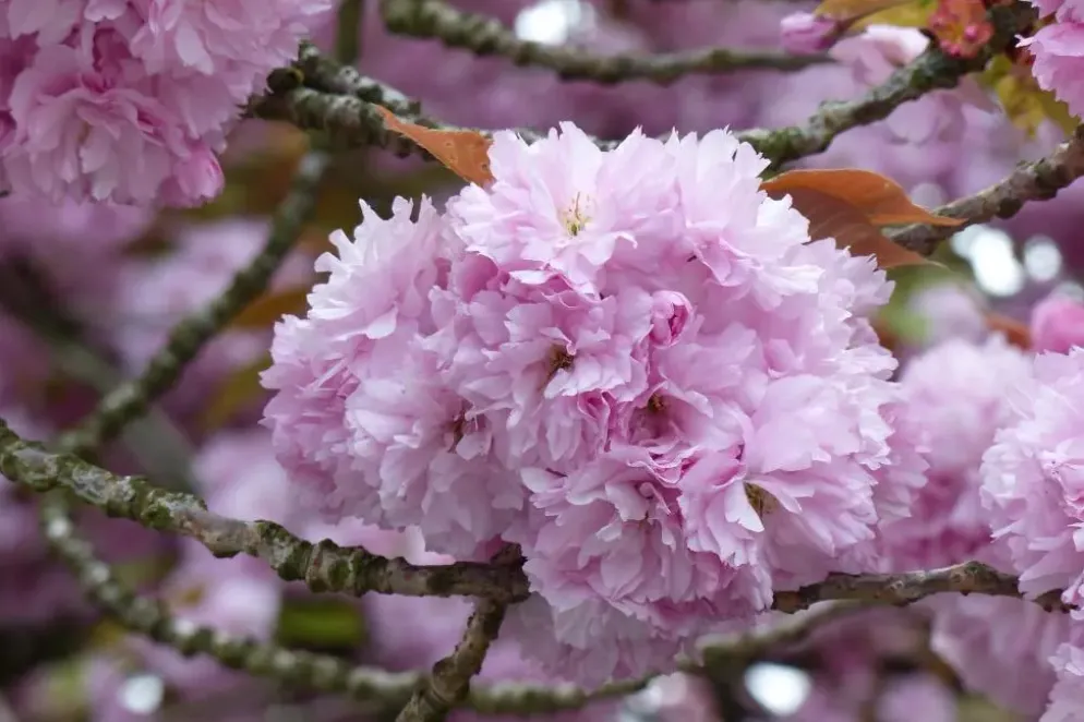 Prunus serrulata 'Kanzan' (Japanse sierkers 'Kanzan')