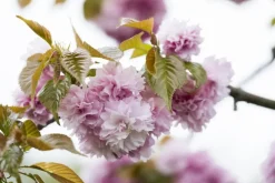 Prunus serrulata 'Kanzan' (Japanse sierkers 'Kanzan')