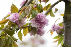 Prunus serrulata 'Kanzan' (Japanse sierkers 'Kanzan')