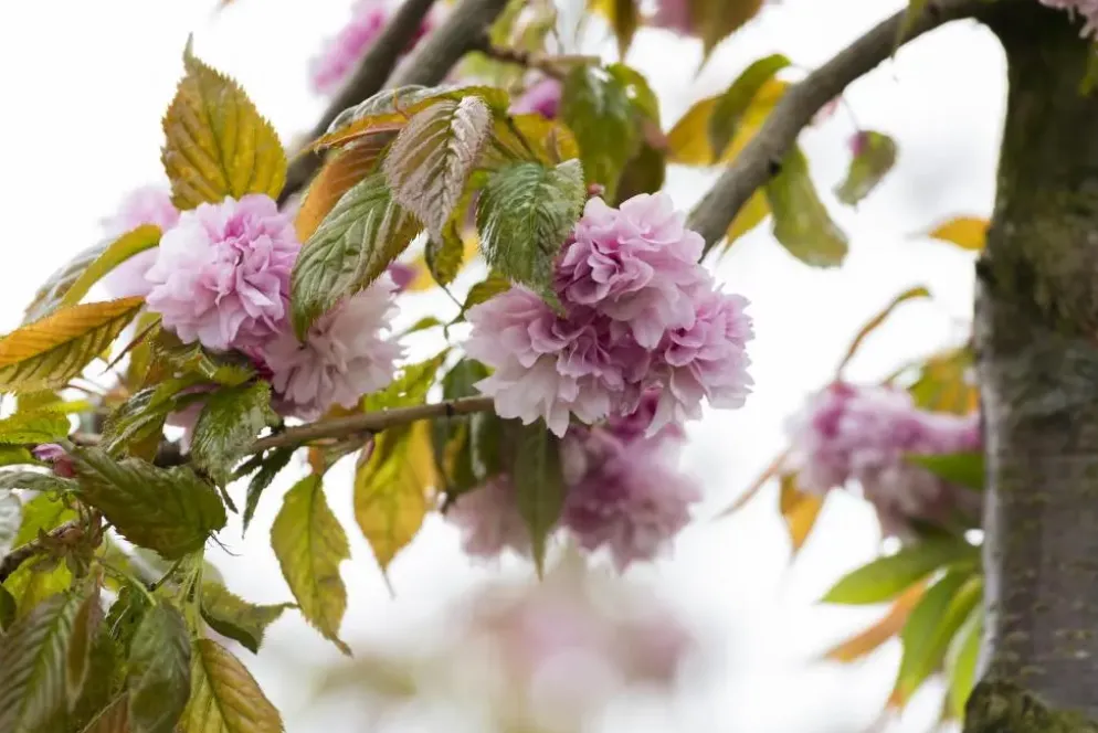 Prunus serrulata 'Kanzan' (Japanse sierkers 'Kanzan')