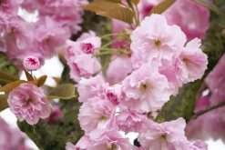 Prunus serrulata 'Kanzan' (Japanse sierkers 'Kanzan')