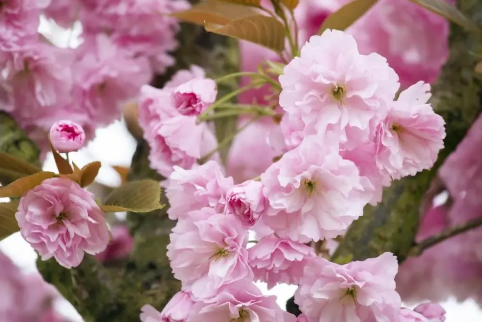 Prunus serrulata 'Kanzan' (Japanse sierkers 'Kanzan')