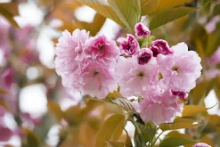 Prunus serrulata 'Kanzan' (Japanse sierkers 'Kanzan')