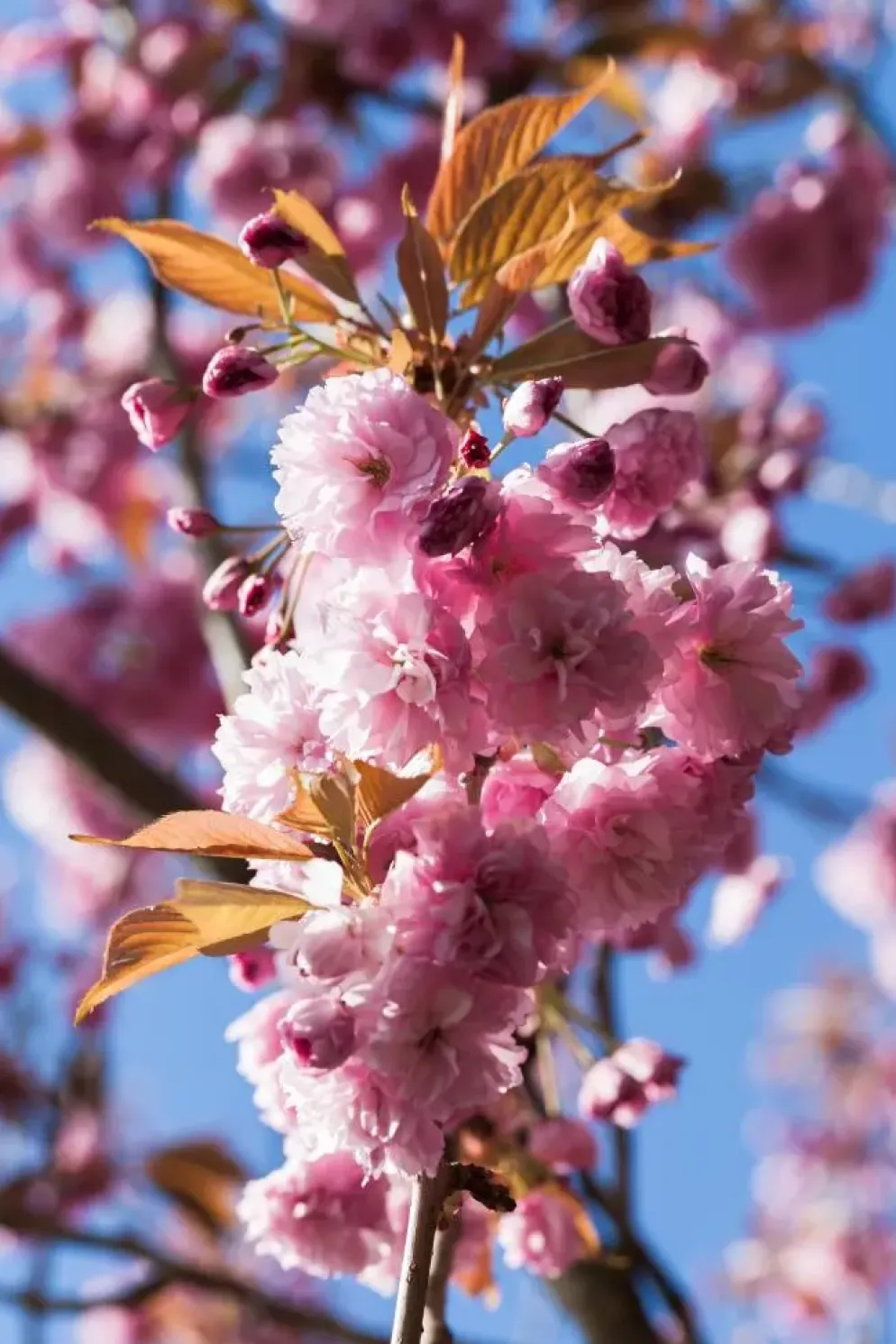 Prunus serrulata 'Kanzan' (Japanse sierkers 'Kanzan')