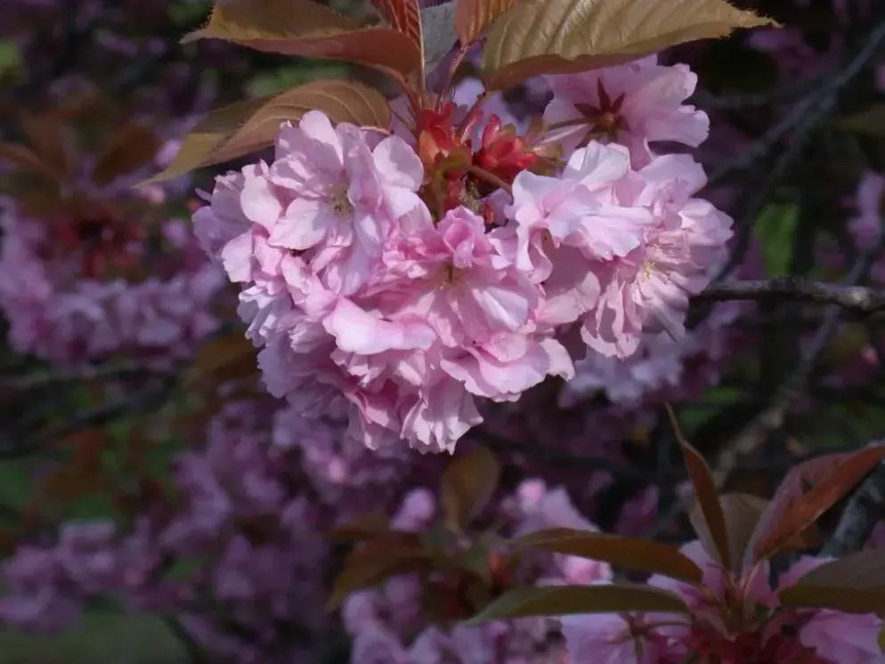 Prunus serrulata 'Kanzan' (Japanse sierkers 'Kanzan')