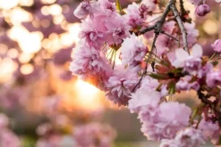 Prunus serrulata 'Kanzan' (Japanse sierkers 'Kanzan')