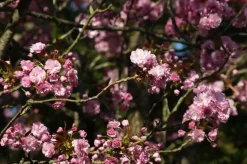 Prunus serrulata 'Kanzan' (Japanse sierkers 'Kanzan')