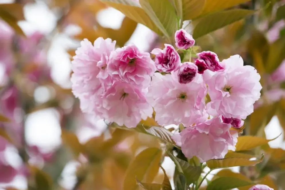 Prunus serrulata 'Kanzan' (Japanse sierkers 'Kanzan')