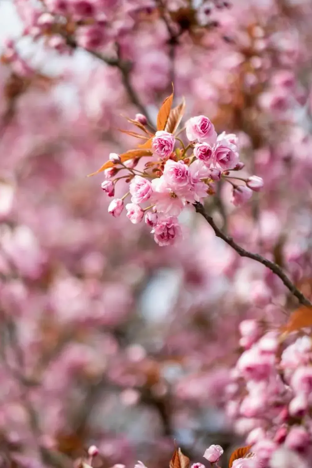 Prunus serrulata 'Kanzan' (Japanse sierkers 'Kanzan')