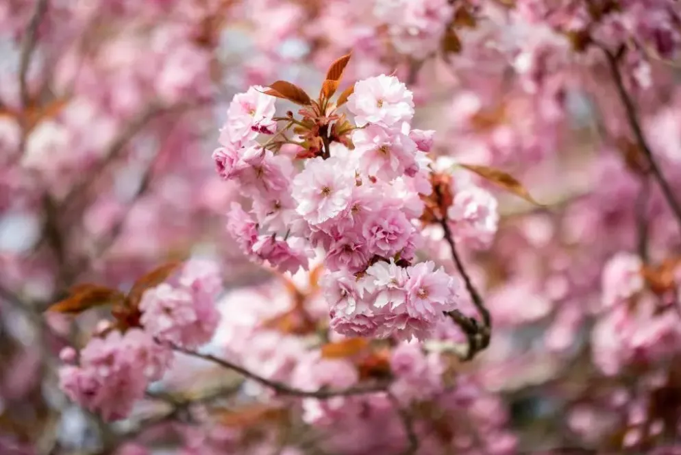 Prunus serrulata 'Kanzan' (Japanse sierkers 'Kanzan')