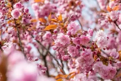 Prunus serrulata 'Kanzan' (Japanse sierkers 'Kanzan')