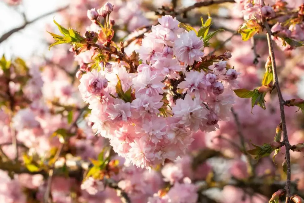 Prunus serrulata 'Kanzan' (Japanse sierkers 'Kanzan')
