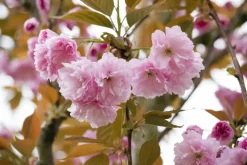 Prunus serrulata 'Kanzan' (Japanse sierkers 'Kanzan')