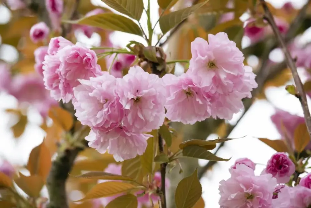 Prunus serrulata 'Kanzan' (Japanse sierkers 'Kanzan')