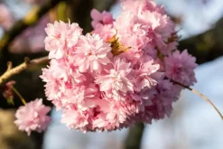 Prunus serrulata 'Kanzan' (Japanse sierkers 'Kanzan')